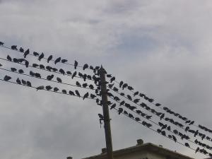 Pigeons à Alger