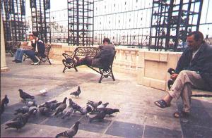 Les pigeons d'Alger...