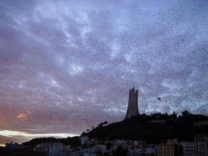Les Oiseaux Migrateur dans le Ciel d'Alger