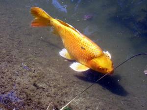 Jardin d'Essai d'Alger