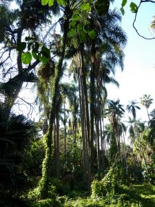 Jardin d'Essai d'Alger