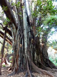 Jardin d'Essai d'Alger