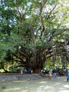 Jardin d'Essai d'Alger