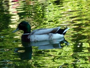 Jardin d'Essai d'Alger