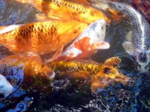 Jardin d'Essai d'Alger