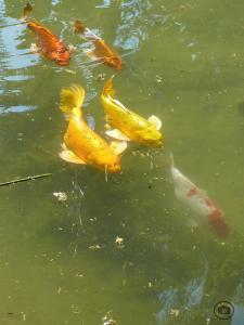 Jardin d'Essai d'Alger