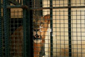 Jardin d'Essai d'Alger