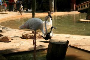Jardin d'Essai d'Alger