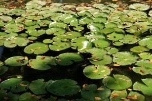 Jardin d'Essai d'Alger