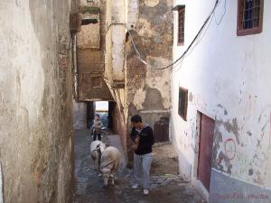 Moutons de l'Aid el Kebir à la Casbah