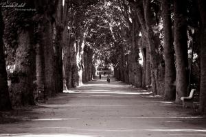 Jardin d'Essai d'Alger