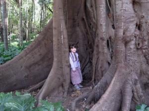Le Jardin d'Essai d'Alger