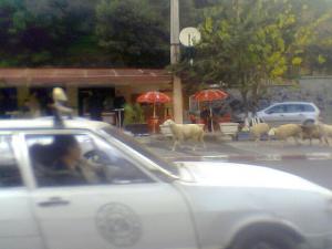 Des Moutons se promènent en plein centre ville