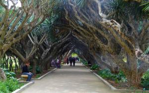 Allée Ombragée au Jardin d'Essais d'Alger