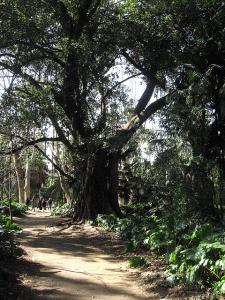 Le Jardin d'Essai d'Alger