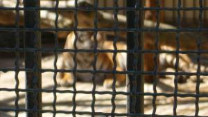 Tigre au parc Zoologique d'Alger
