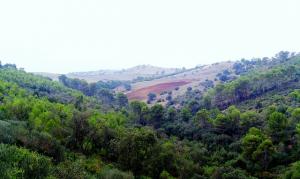 Paysage environnant Alger