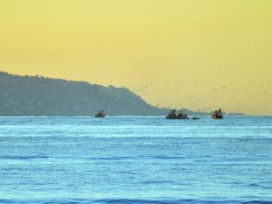 CHALUTIERS avec nuee d'oiseau (Alger)