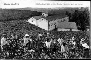 Champ Viticole près d'Alger