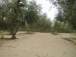 Oliveraie Ferme Daouia El Oued