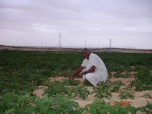 Champ de Pomme de Terre à  El Oued