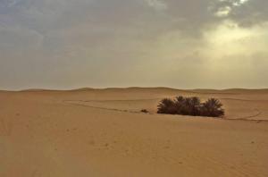 Petite Oasis à El Oued