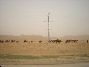 Dromadaires du Sahara (El Oued)