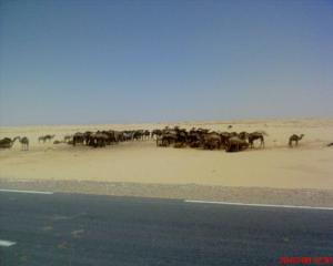 Chameaux à El Oued