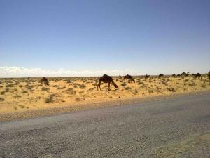 Dromadaires dans le Désert d'El Oued