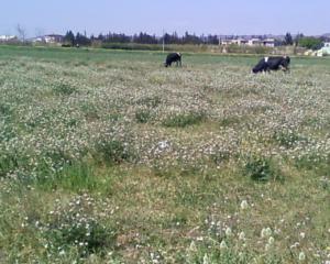 Pâturages d'El Oued