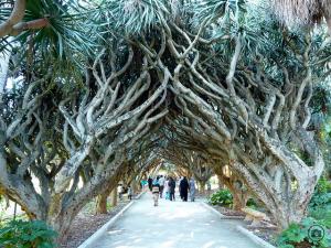 Jardin d'Essai d'Alger