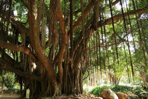 Jardin d'Essai d'Alger