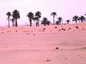 Une Oasis près d'El Oued