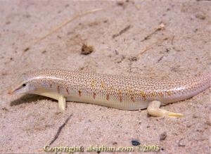 Salamandre du Désert (Wilaya d'El Oued)