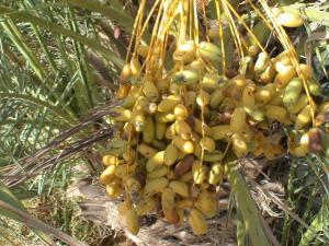 Dattes Algeriennes Oued Souf