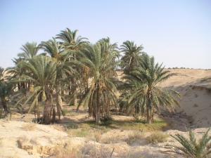 Palmeria près d'El Oued