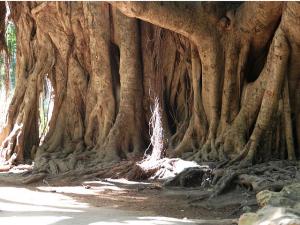 Ficus...multicentenaire (Alger)