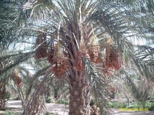Palemraie d'El Oued