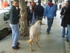 Mouton de Combat (Alger)