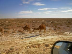 Dromadaires à Oued-Souf