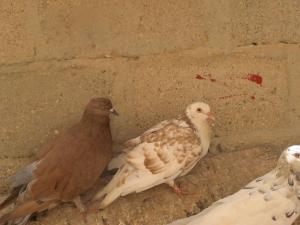 Elevage de Pigeons à El Oued