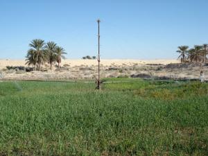 Agriculture dans la commune de Débila à El Oued