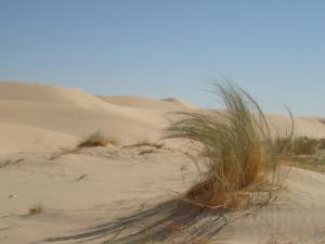 Halfa dans le désert d'El Oued