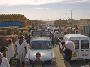 Marché d'avoine d'El Oued