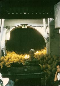 Vendeur de Melons à Alger
