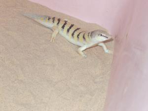 Salamandre du Désert (Wilaya d'El Oued)