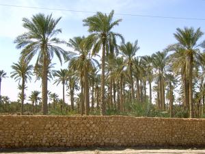 Palmiers Octogénaires à El Oued