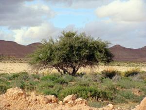 Zizyphus spina-christi ou le jujubier (Wilaya d'El Oued)