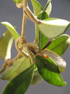 Hoya carnosa « hoya cireux » ou « fleur de porcelaine » (Wilaya d'El oued)
