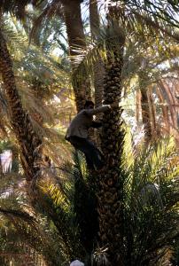 Fécondation des Dattiers à El Oued